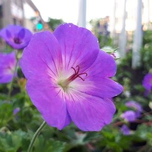 Meet your Posher, Shah